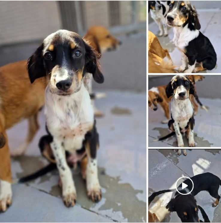 Pongo 1